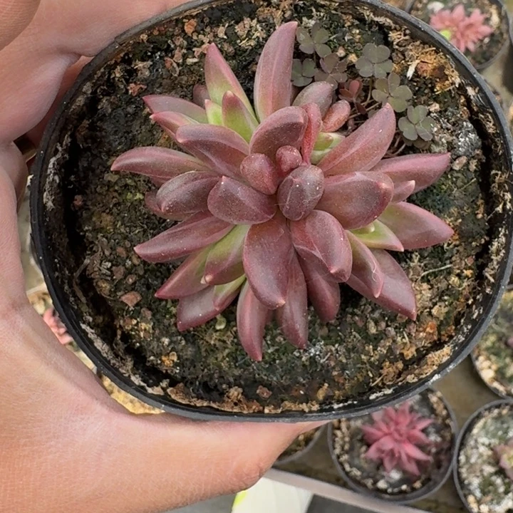 莉莉丝 群生 一物一拍