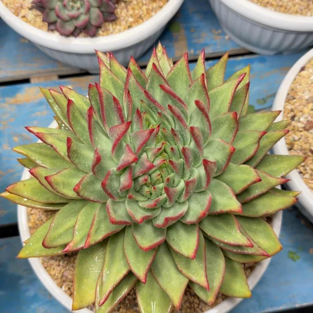 新年快乐，平安健康，