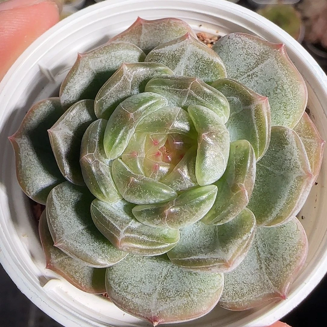 1120-------92白恋