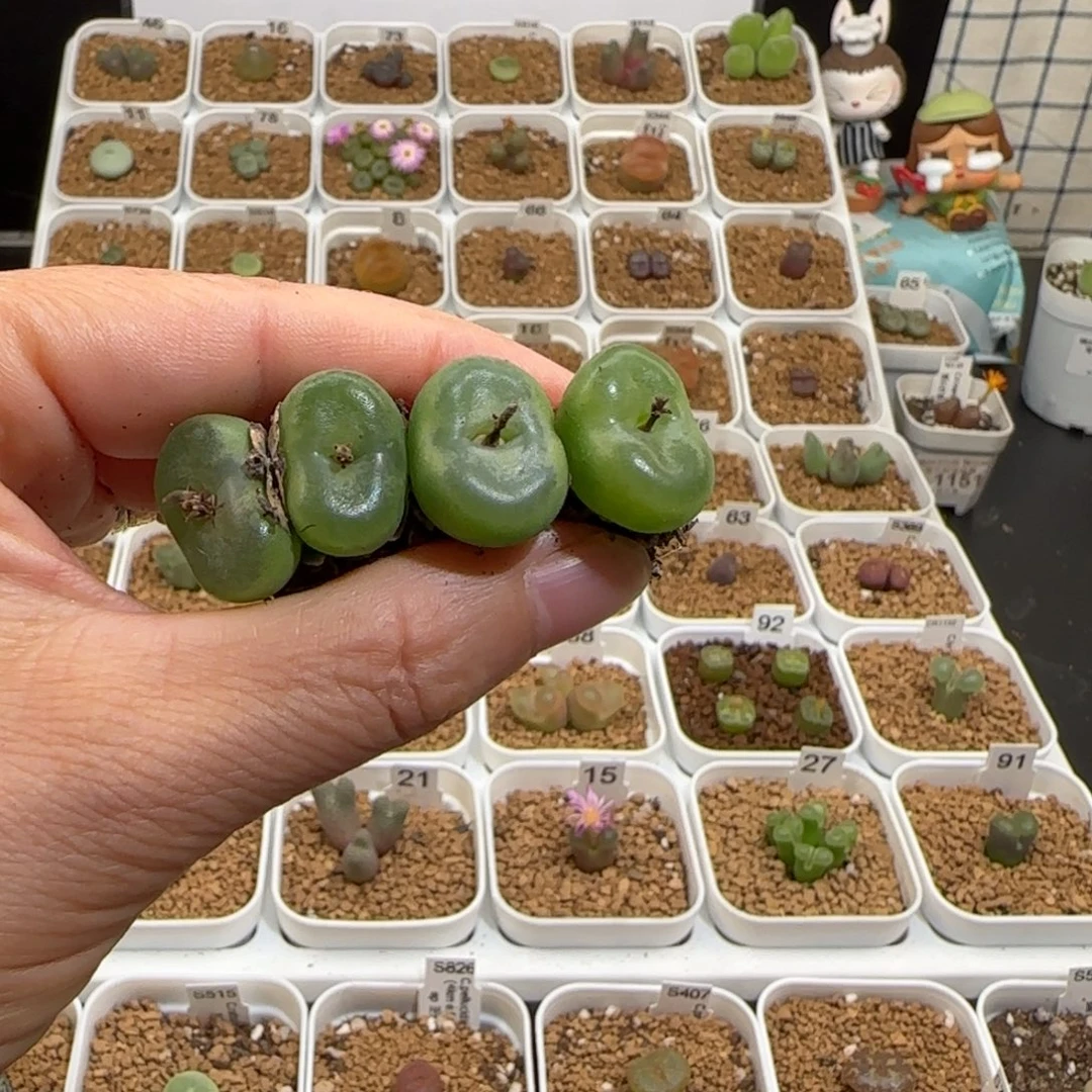 企***抽肉锥多肉植物组合-1728