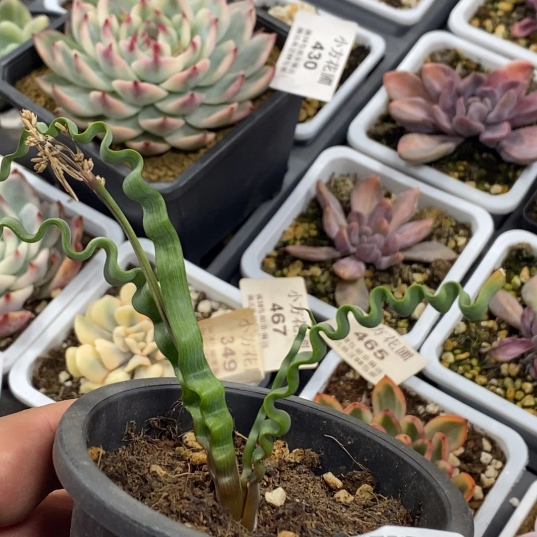 636海带弹簧草单头带根