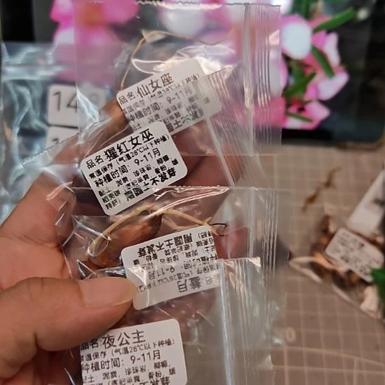 ️***️酢浆草早花纤细组合