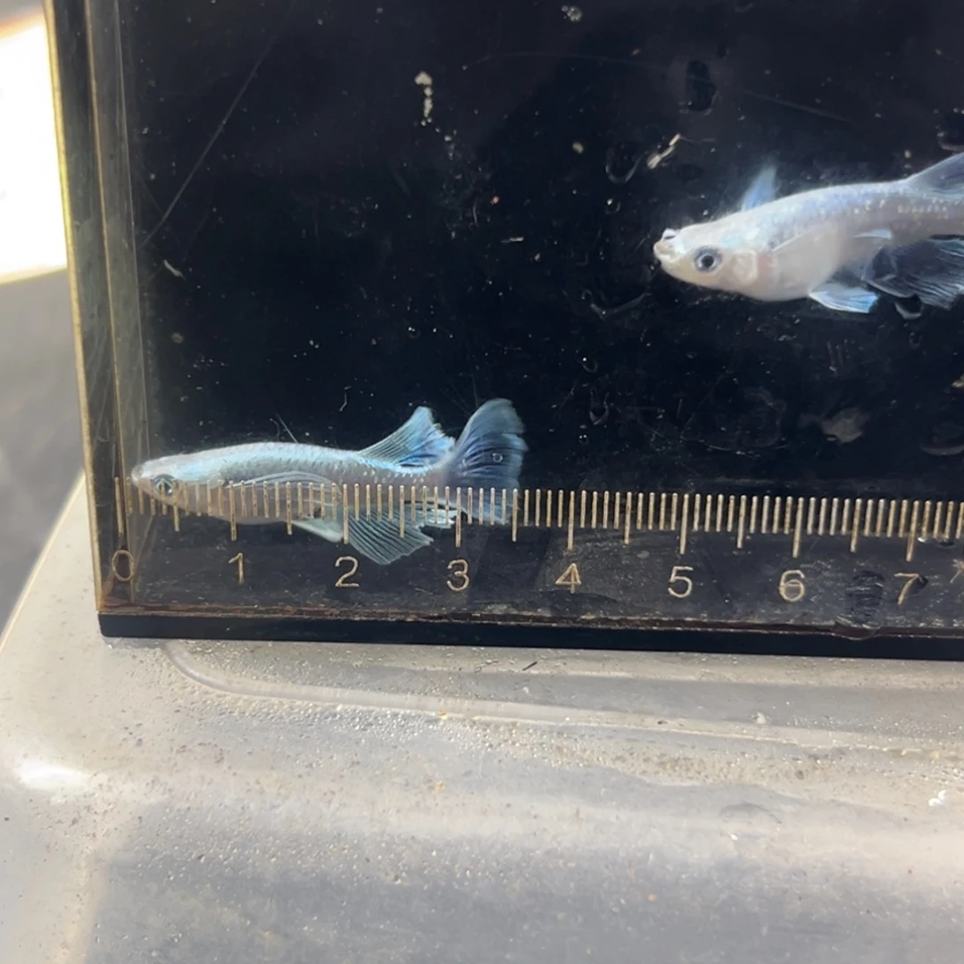 海水鱼得更健康睡觉了傻飞