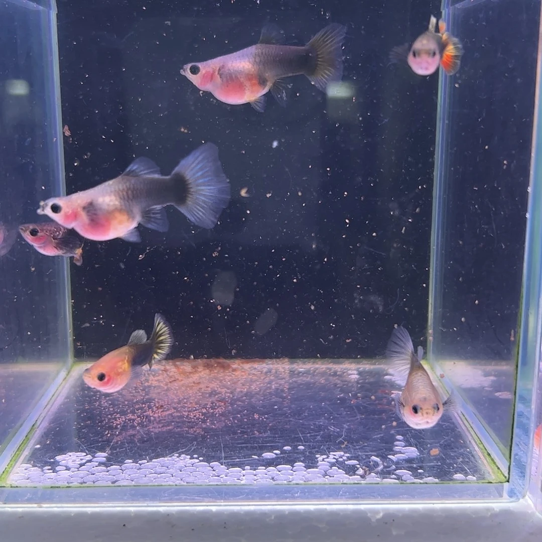 甜****孔雀鱼金葵花3对所见即所得