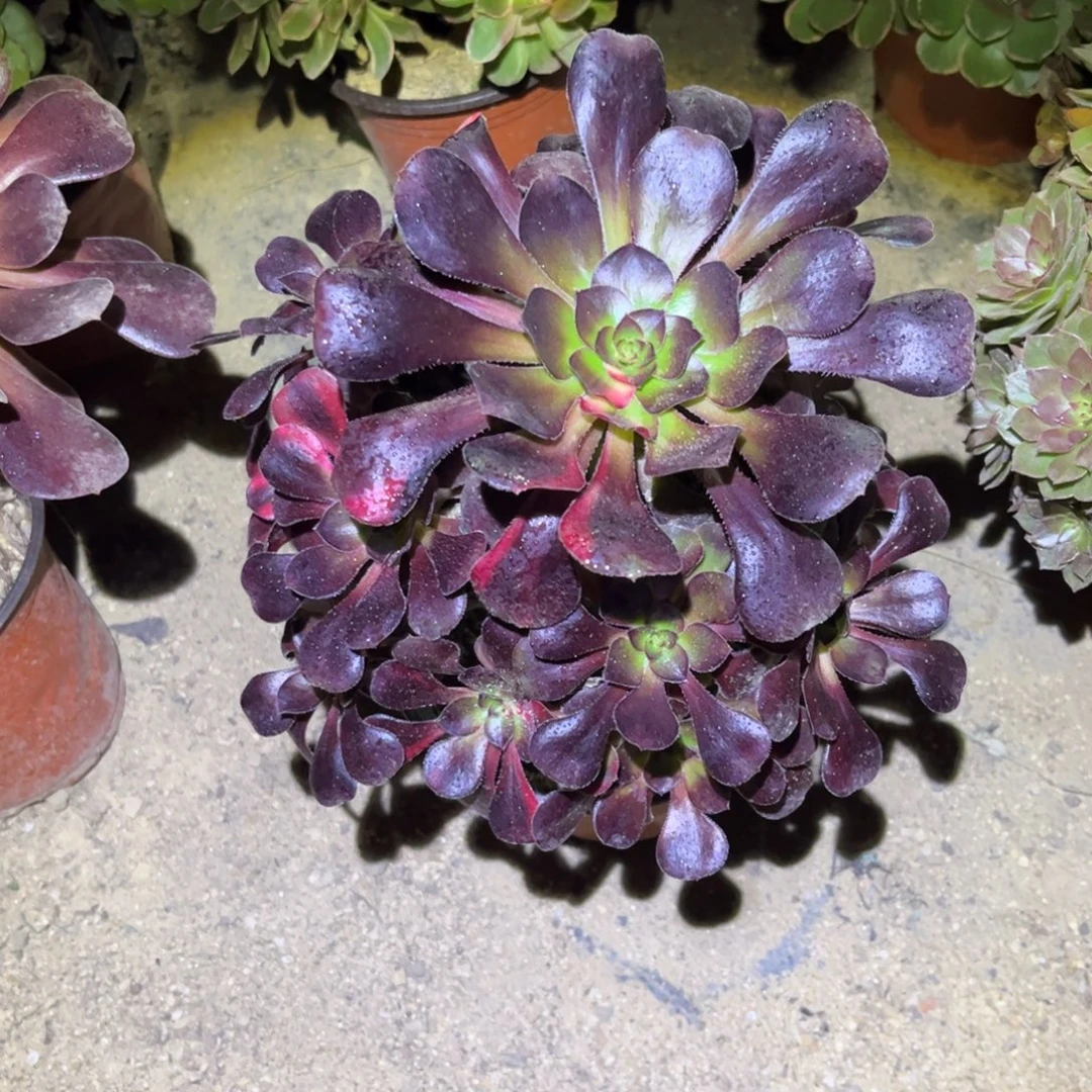 868多肉植物花蝴蝶