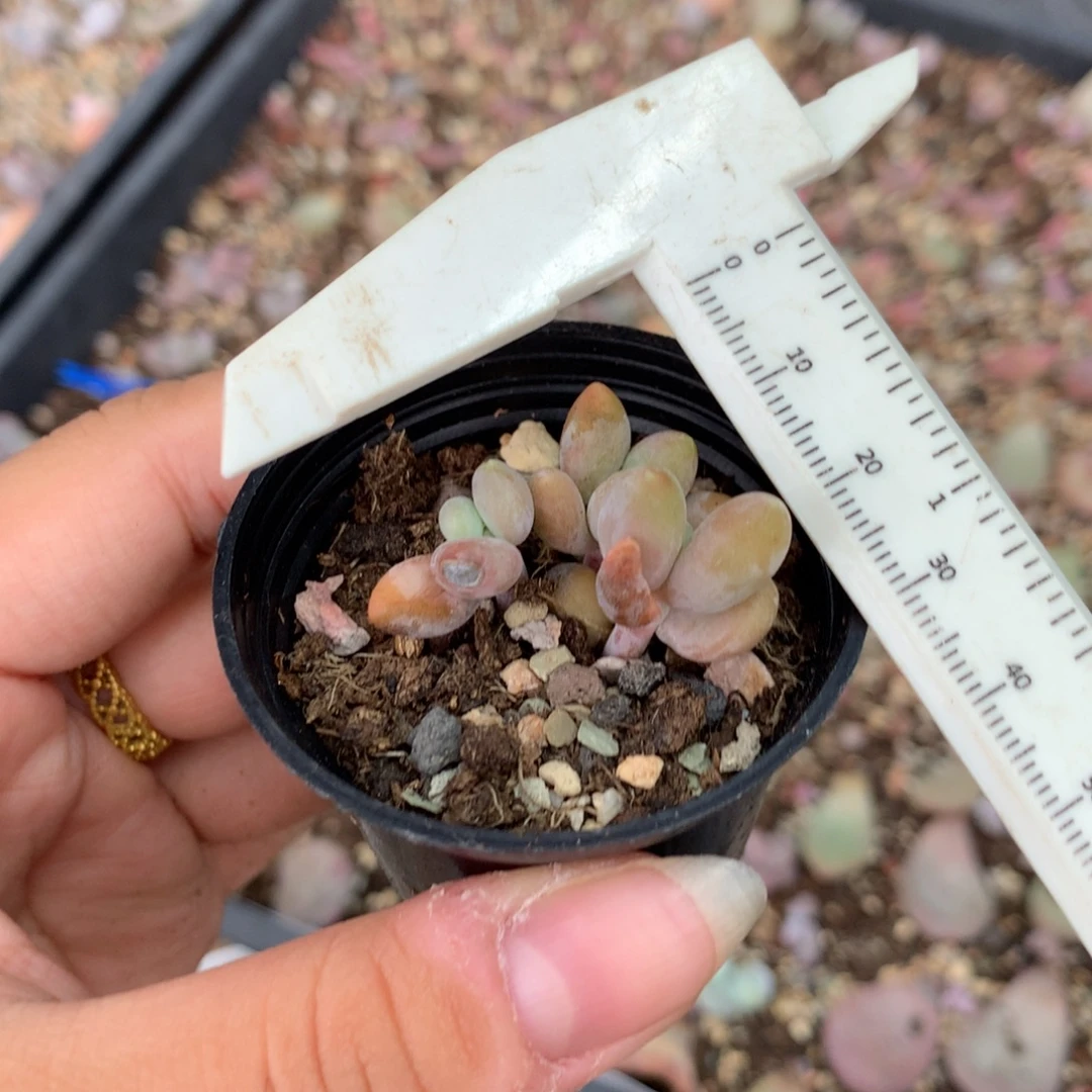 微晒芒果奶无售后 不凑够28发一片叶片到付