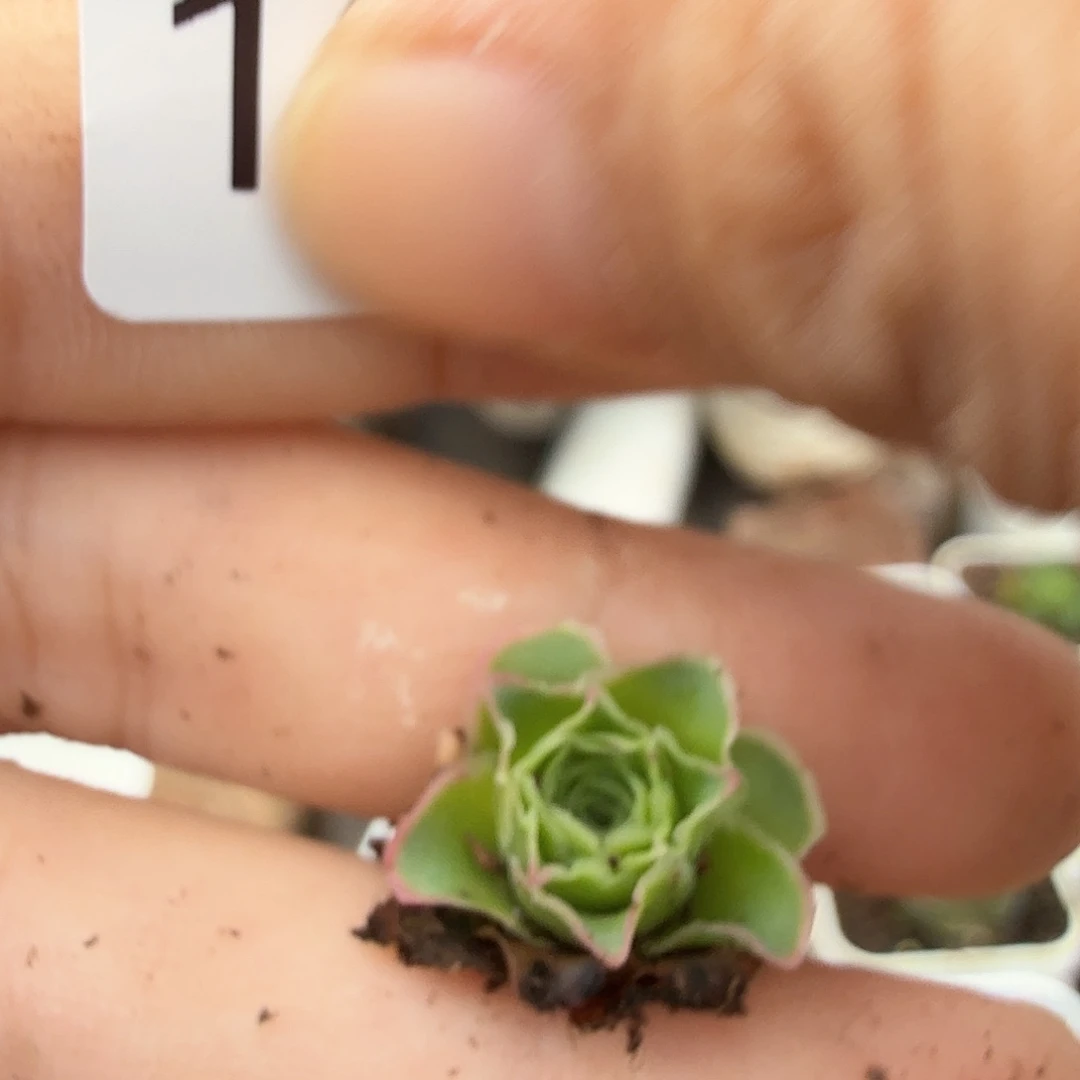 简***单山地玫瑰。 182。