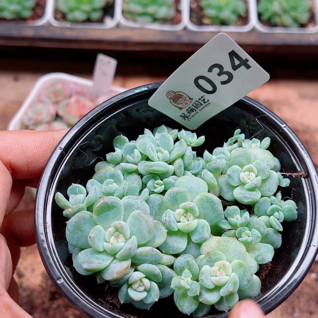 多肉植物多肉植物