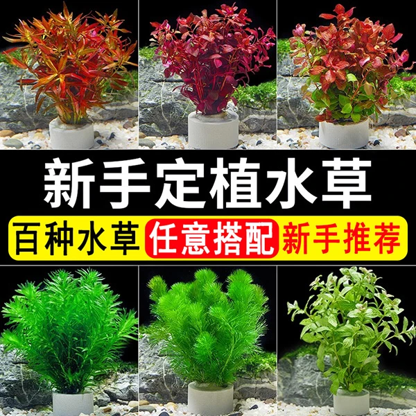 火山石水草植物鱼缸造景专用水培阴性蜈蚣草绿菊真草增氧绿植摆件