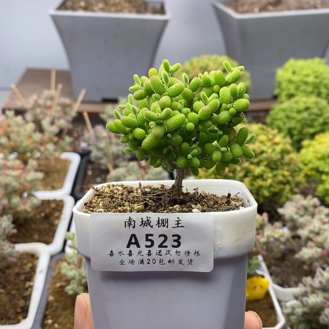 523金桔糖球枝干