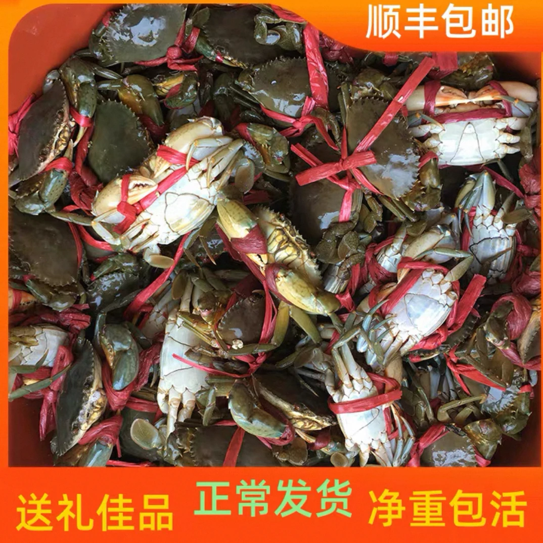 【顺丰包邮】中秋特惠福建本港野生海捕青蟹黄膏处子蟹肉蟹菜鲟公母