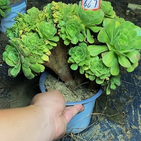 翡翠琉璃老桩缀化867号