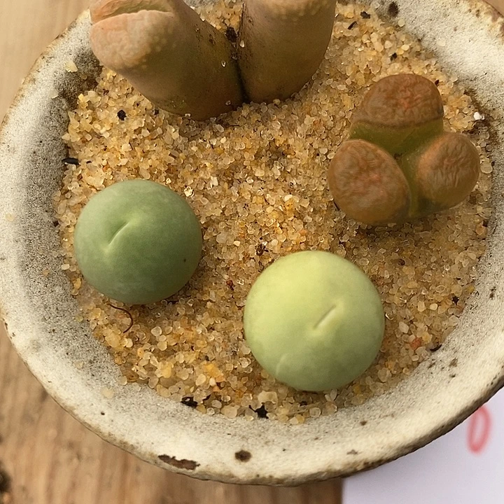 3161组合一组。
