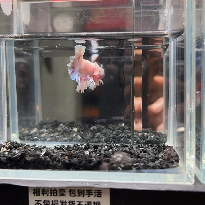 斗鱼竞拍跑单拉黑25日32