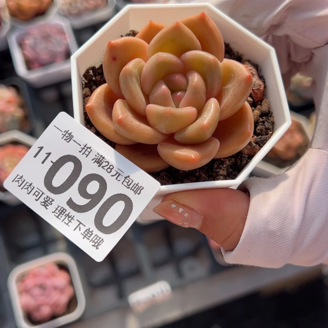 白兰地多肉多肉多肉多肉