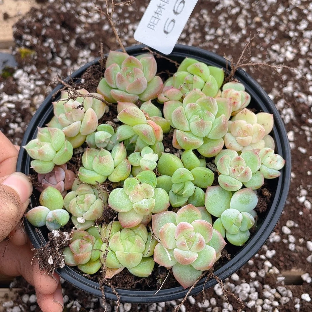 多肉植物多肉植物663