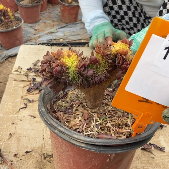 星***福729铜壶缀化老桩11111