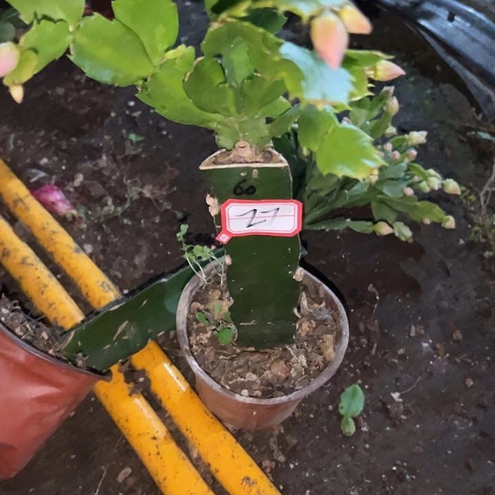 顺***然，27高带盆060嫁接苗