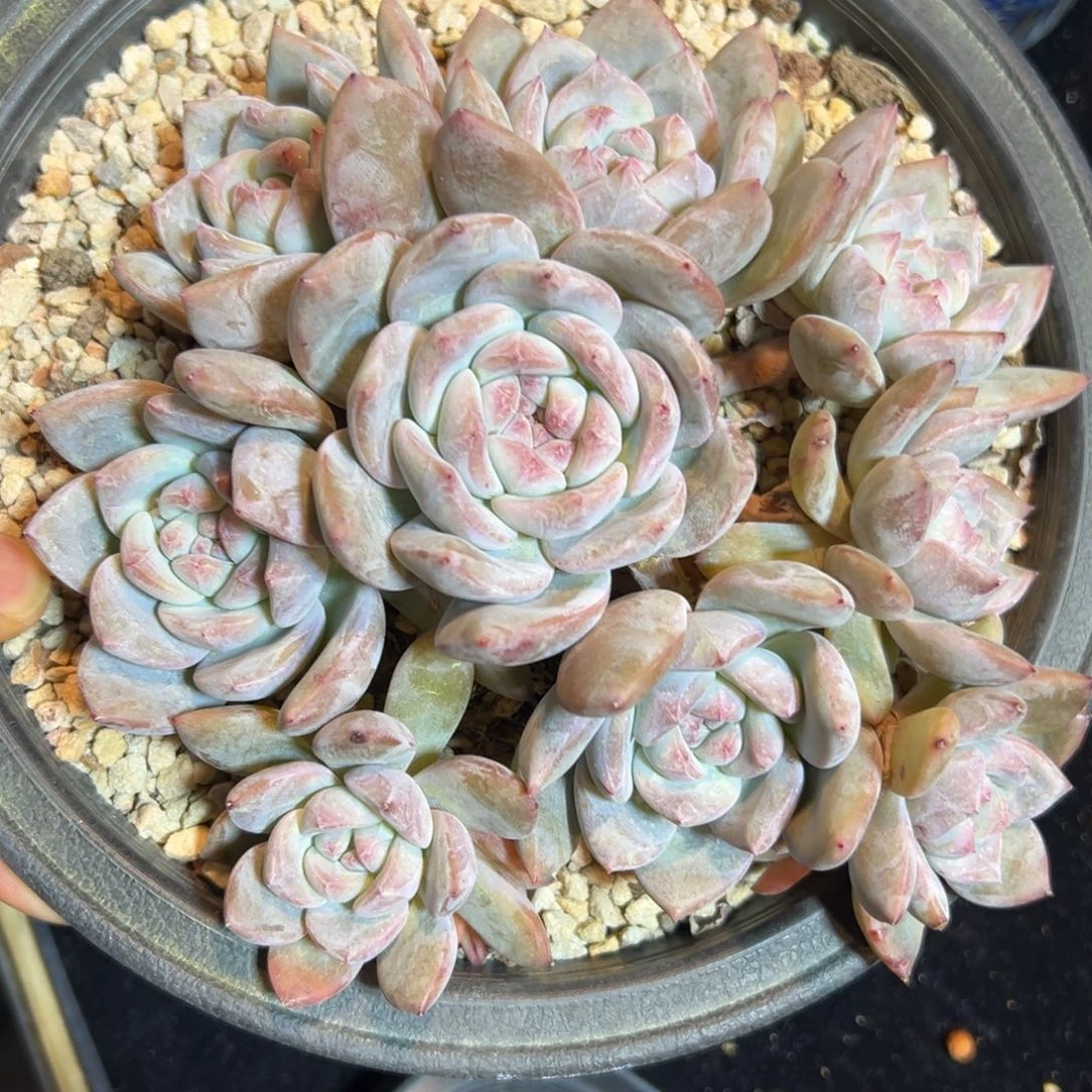 新年快乐 新年快乐