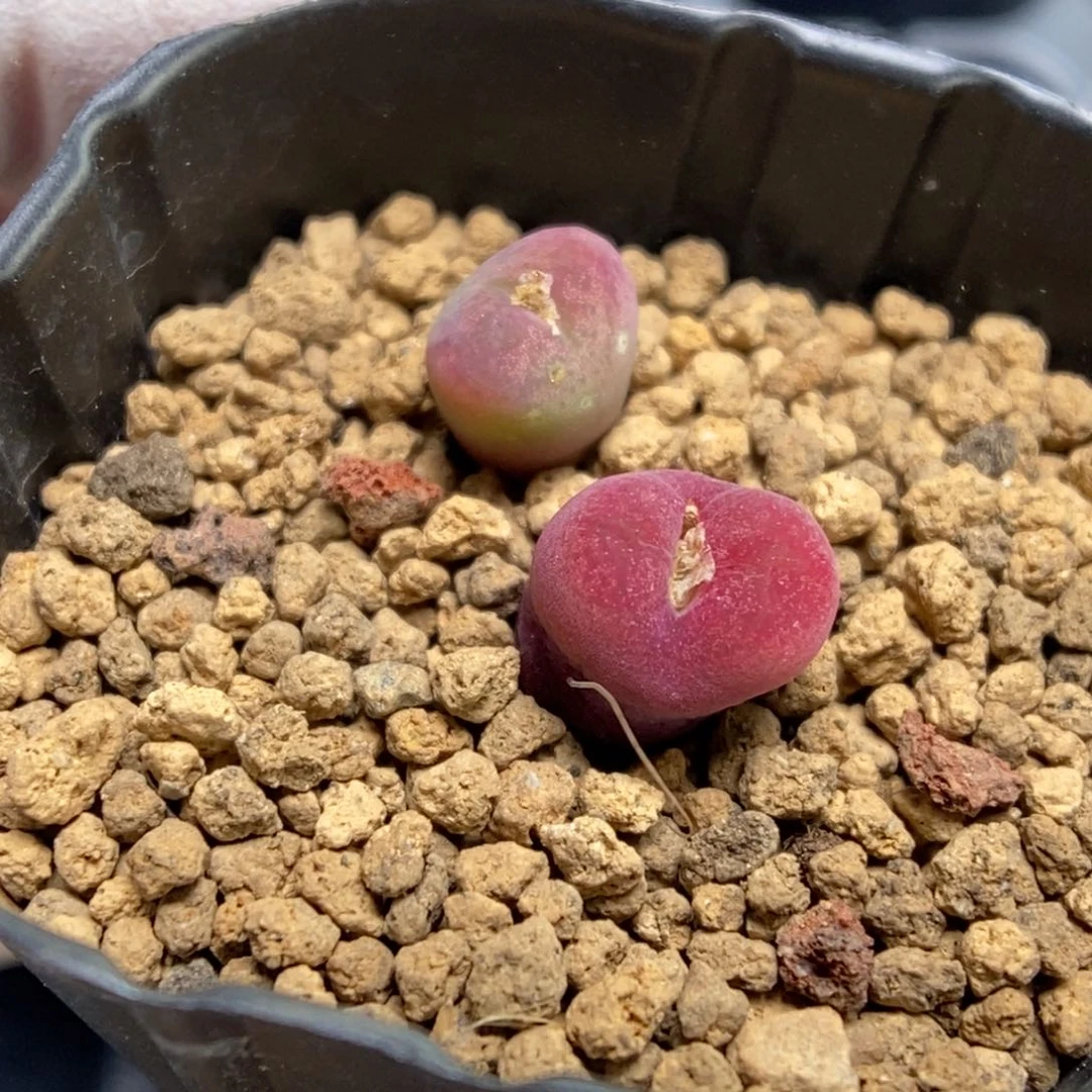 多肉植物肉锥杂交K-848（0.8）毛杂两颗 缺水