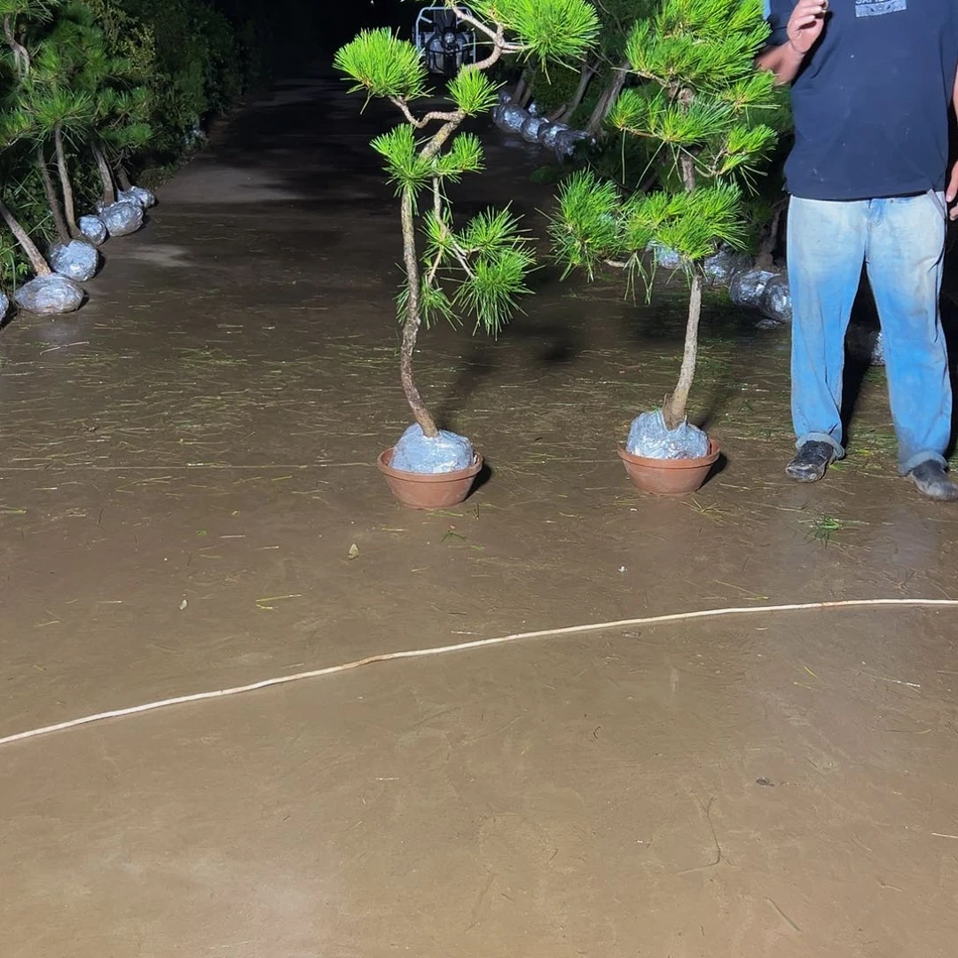 无花朵随*8888889988888