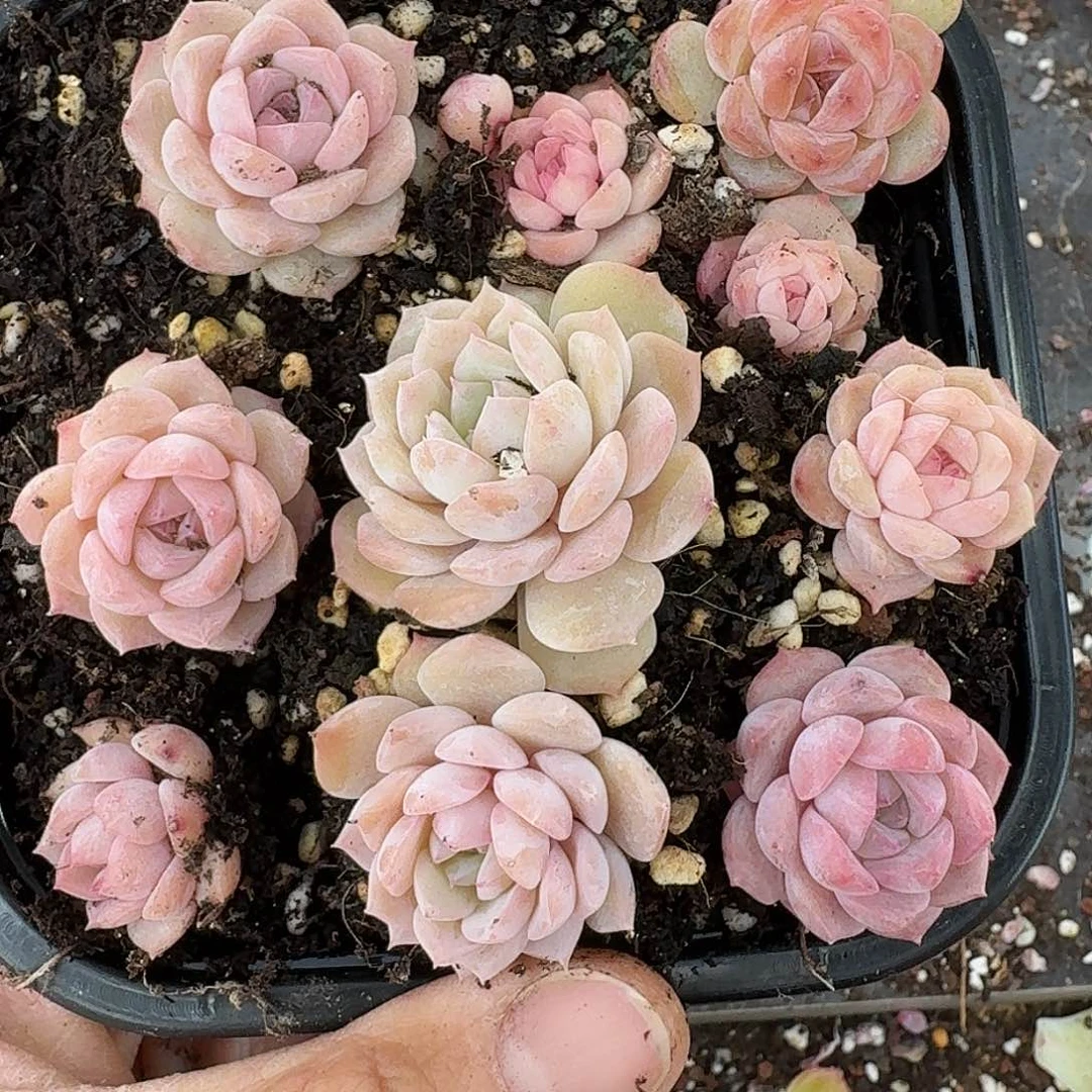 杂交新品珍妮多肉467