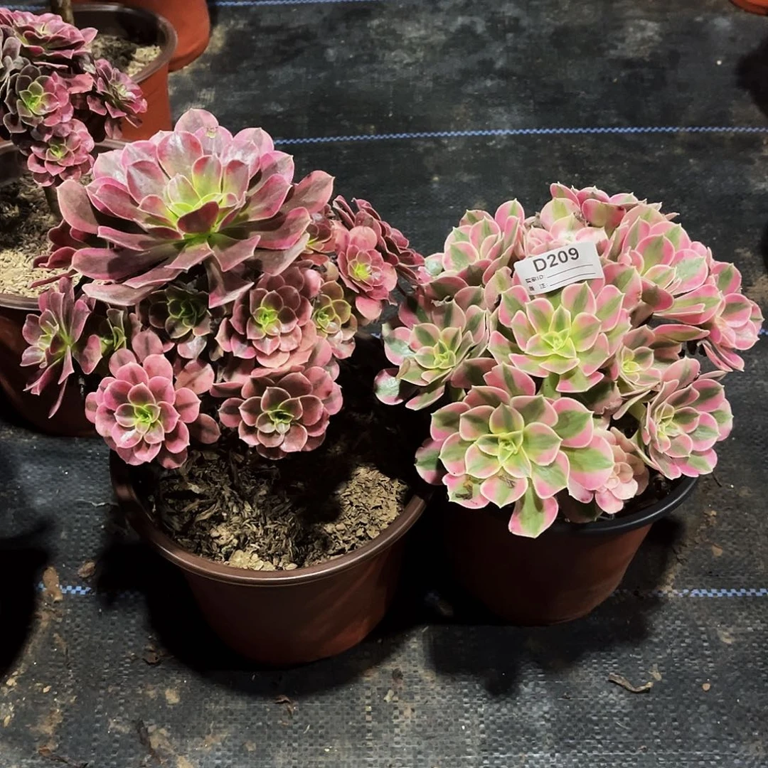 多肉植物209粉女巫，美杜莎