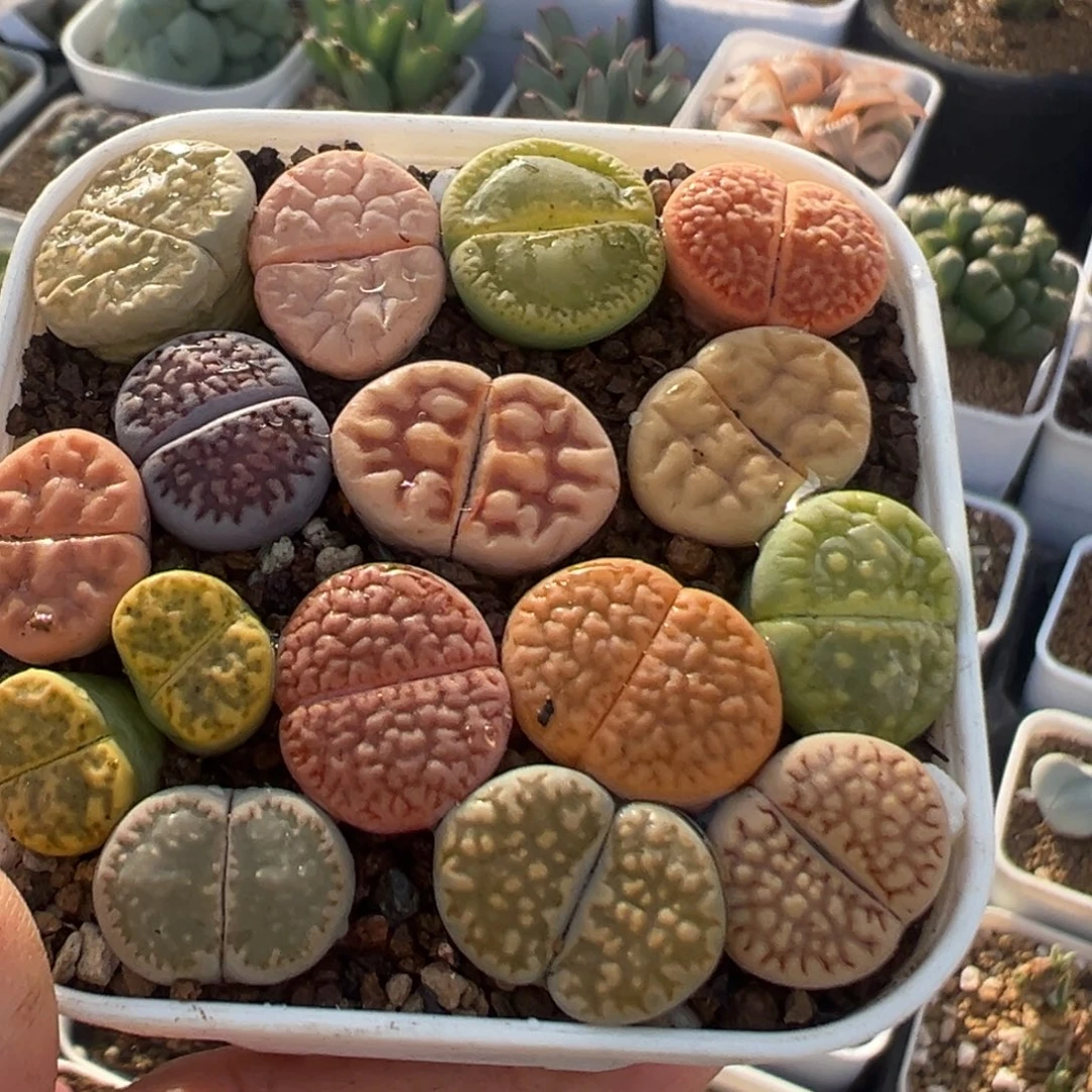 91多肉植物百科植物