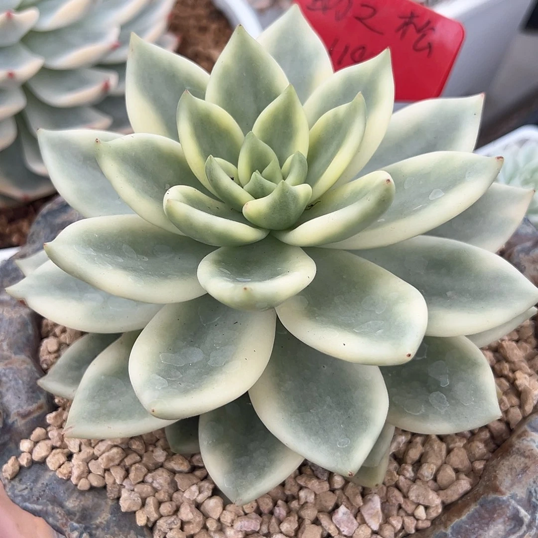 助之松锦多肉植物