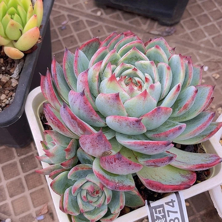 惊鸿娃娃2374多肉植物