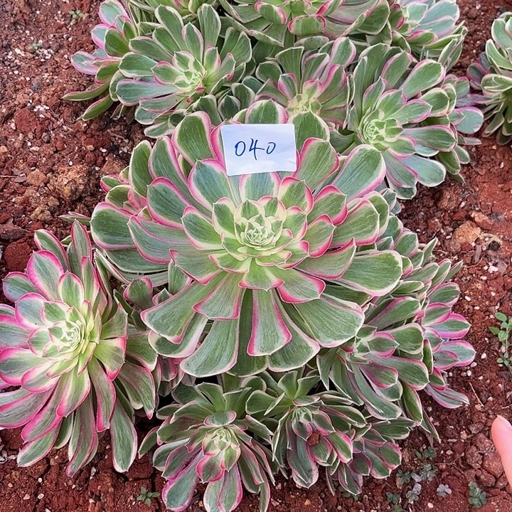 ****树040孔雀翎朵朵发发发