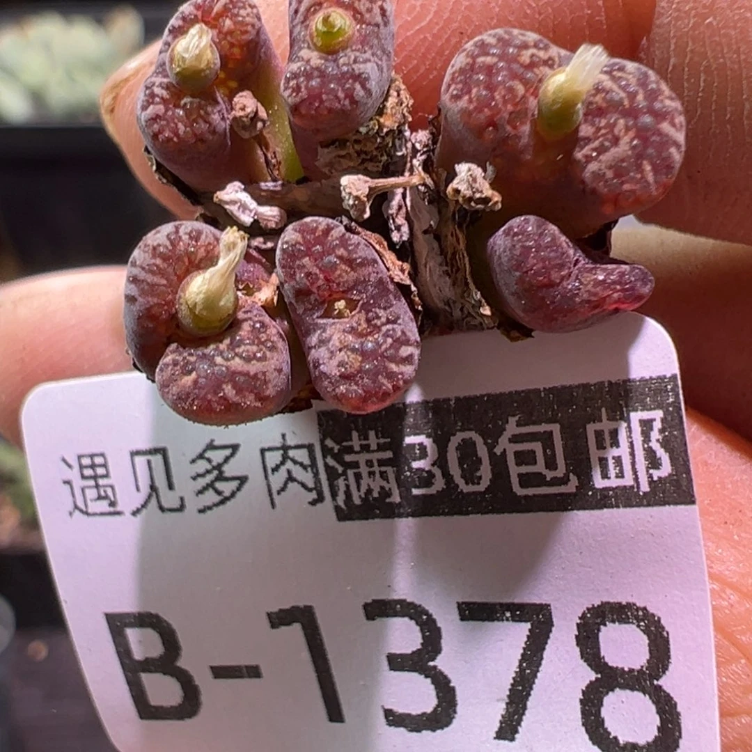 多肉植物1111111111111
