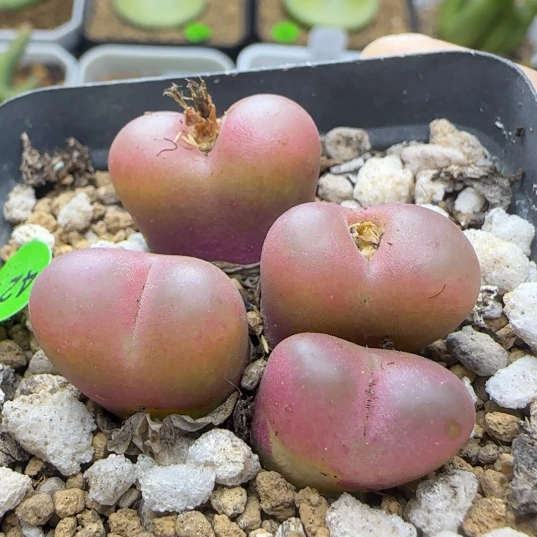 吕氏瑕疵多肉植物421