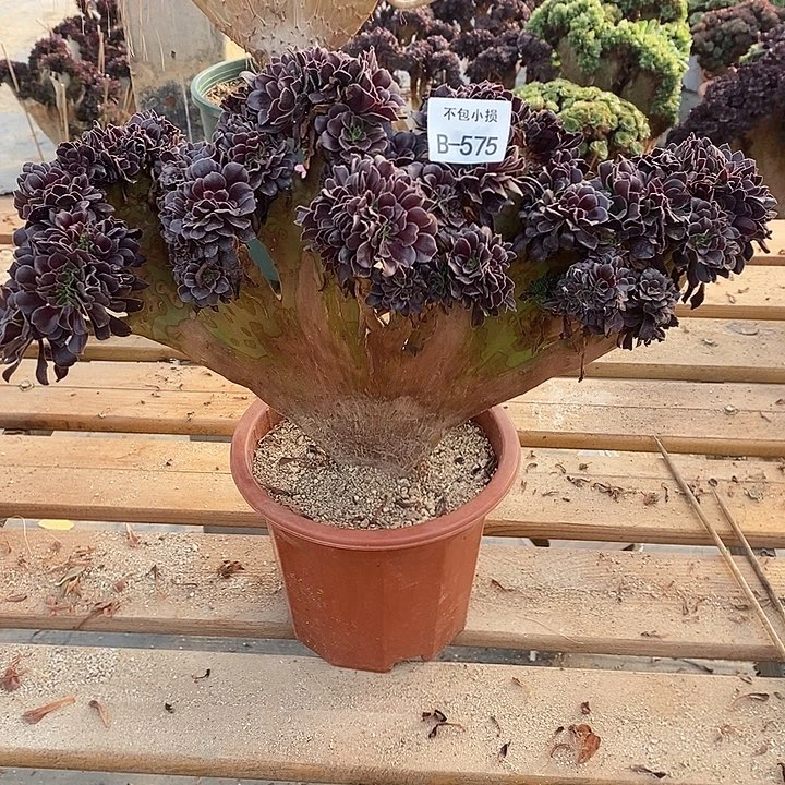 575 欧紫缀宽42 公分带断枝