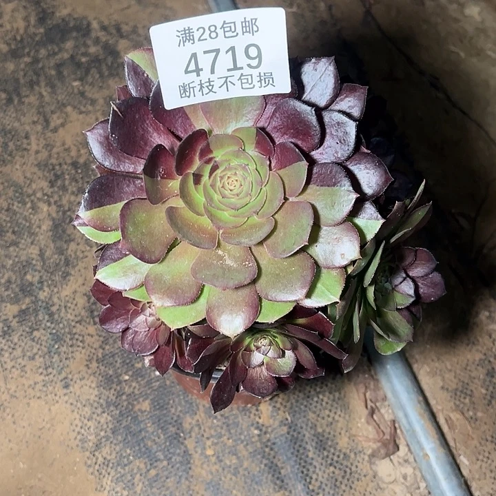 3***乐4719黑美人多肉植物