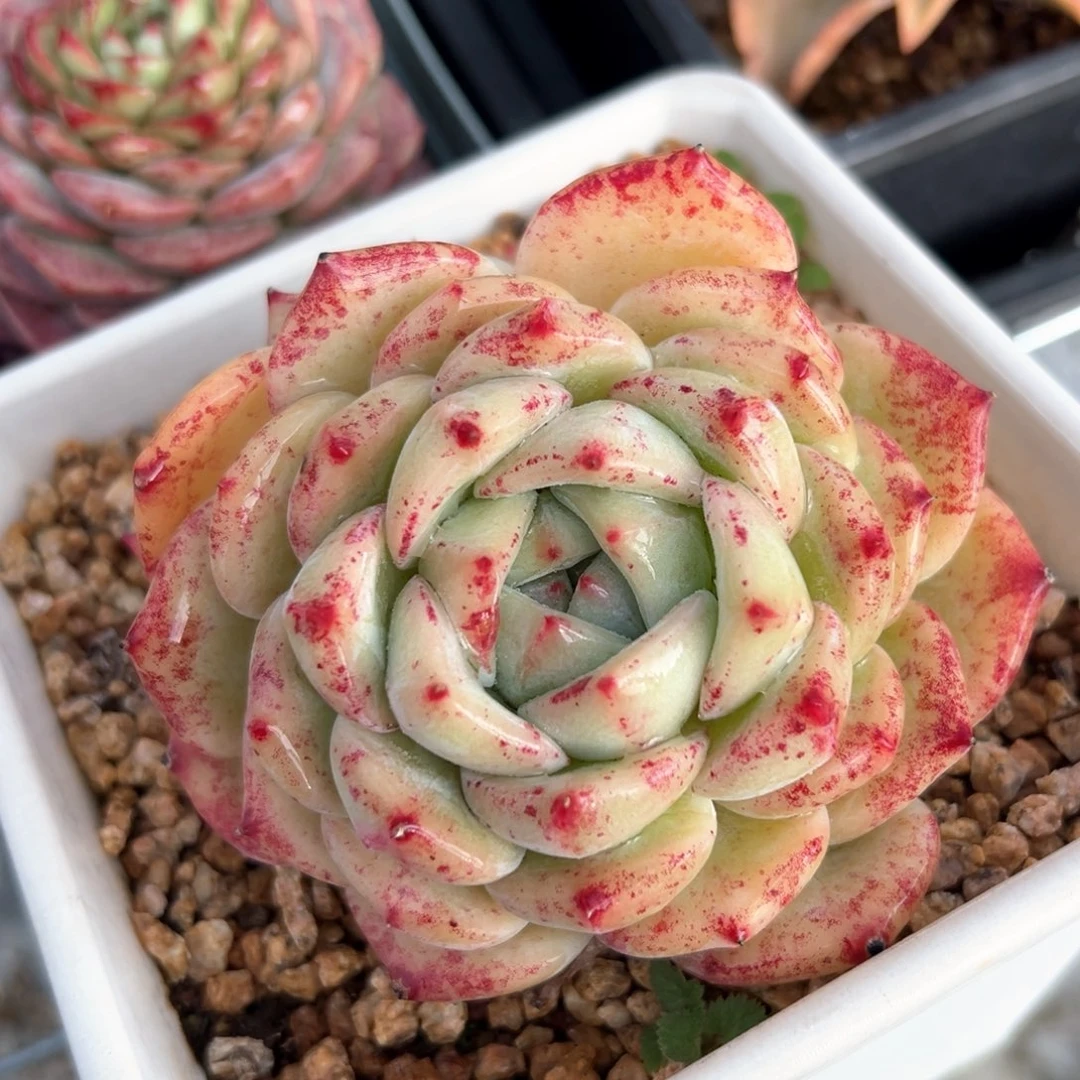 白拉糖带崽9公分左右