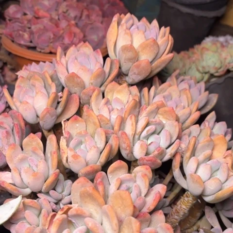 一**拉多肉植物的植物