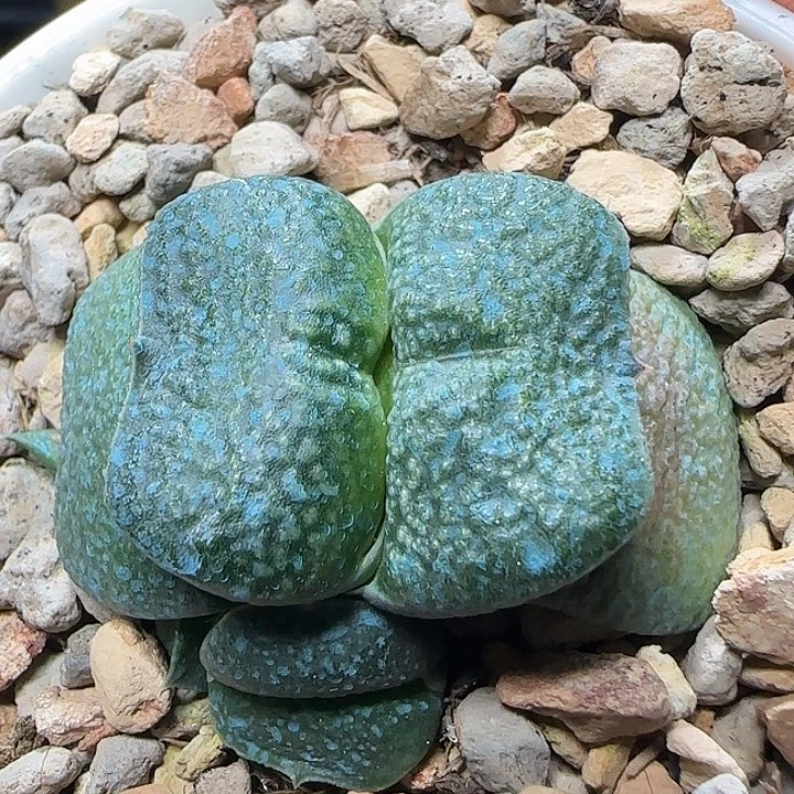 短厚叶军配卧牛带侧芽