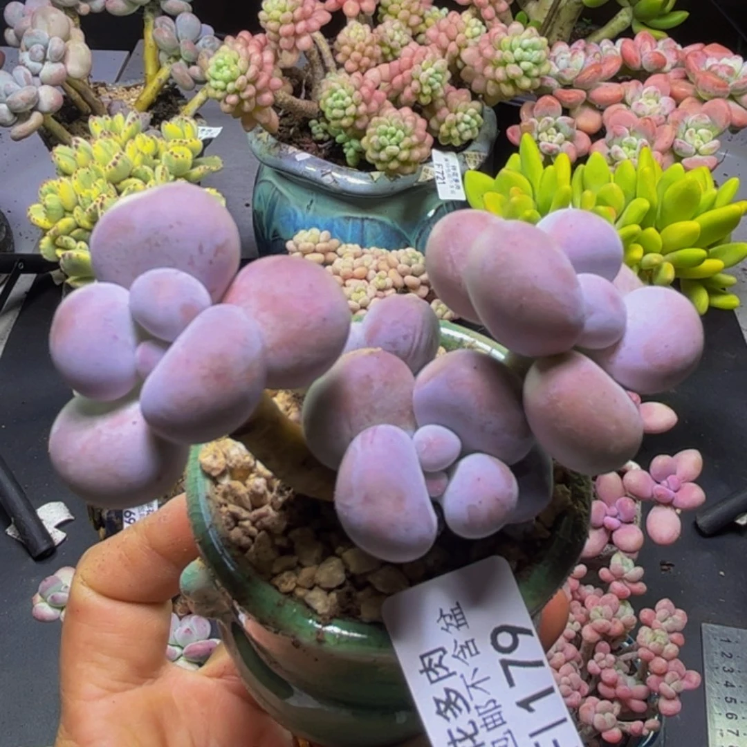 芭比奶酪179/7cm多肉