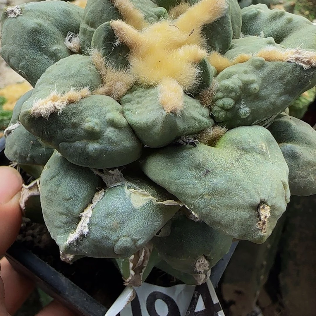 瘤尤怒涛094仙人球开花