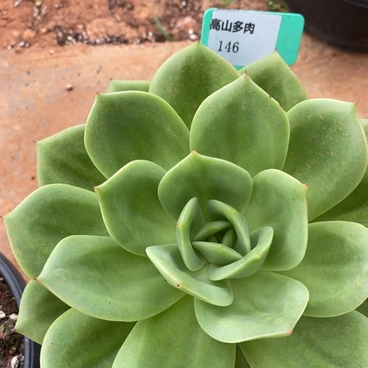 D146- 直播福利 翠鸟