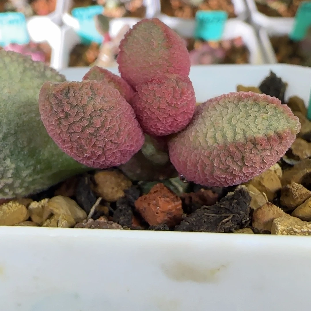 编号682母本欣赏，发发发