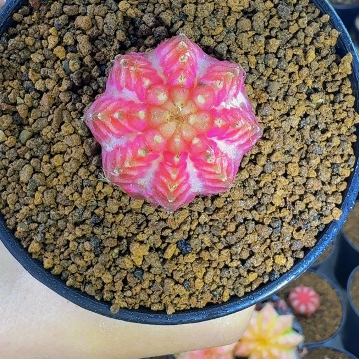 白臀粉皇室00000000000313