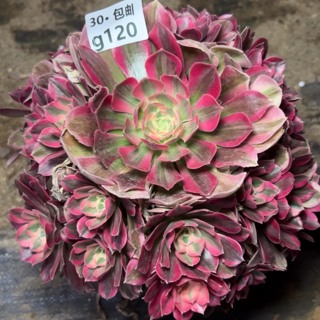 意*意120妖月多肉法师