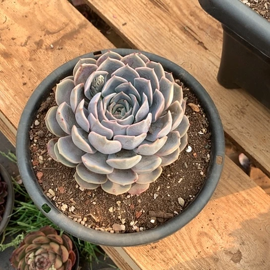 每日特价活动开始啦