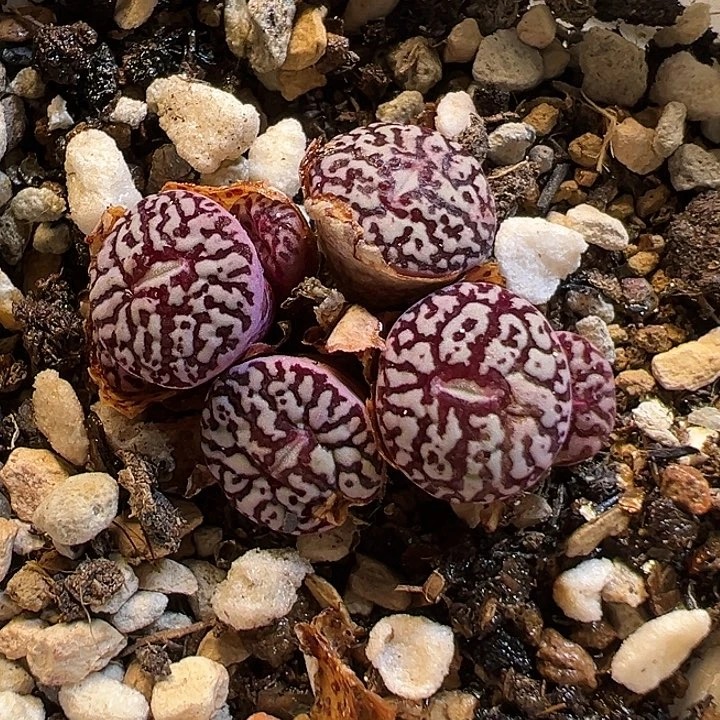 49多肉植物百科墨