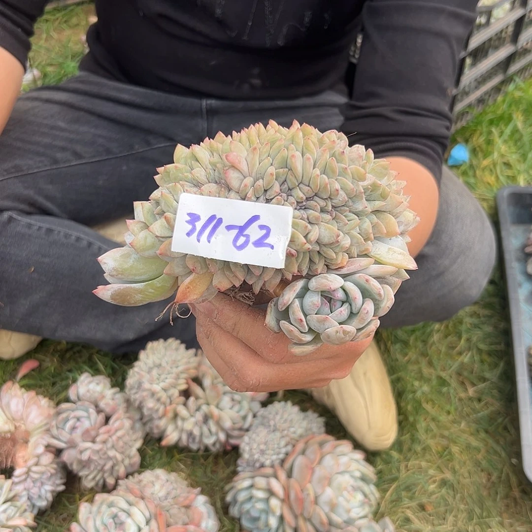 小*311-62橙子缀多肉