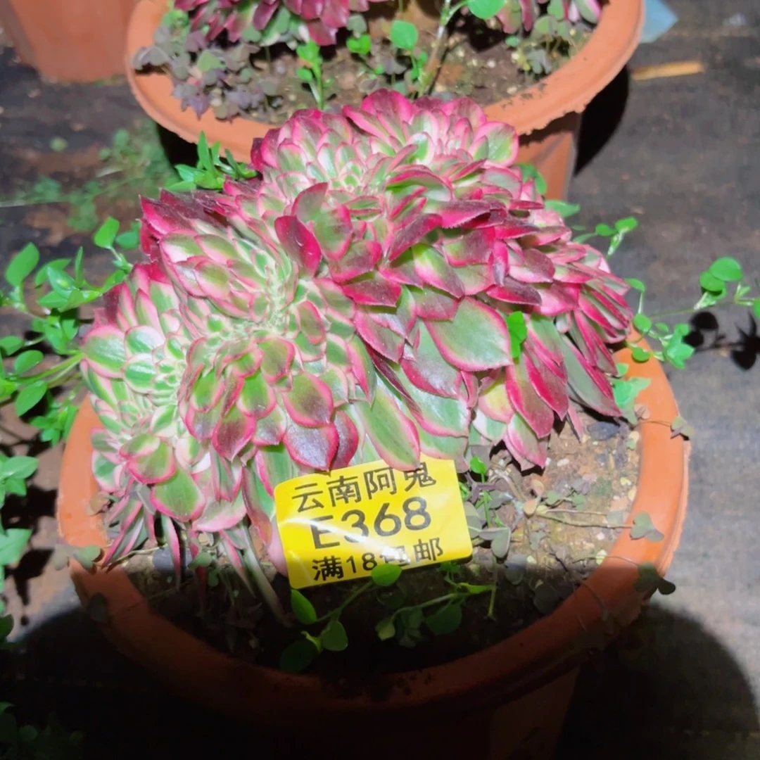 荔枝缀368多肉植物