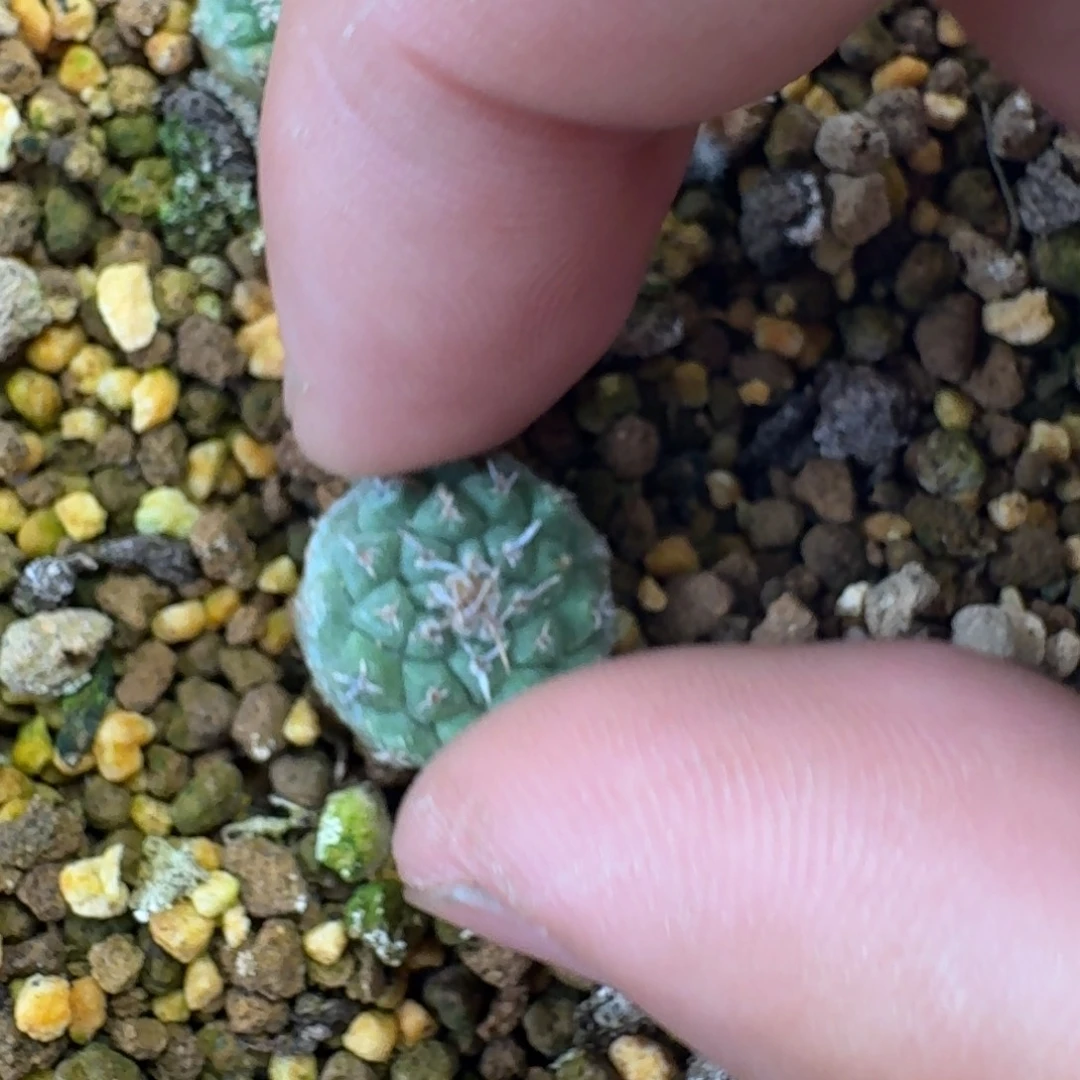 复*夏实生赤花菊呵呵呵呵