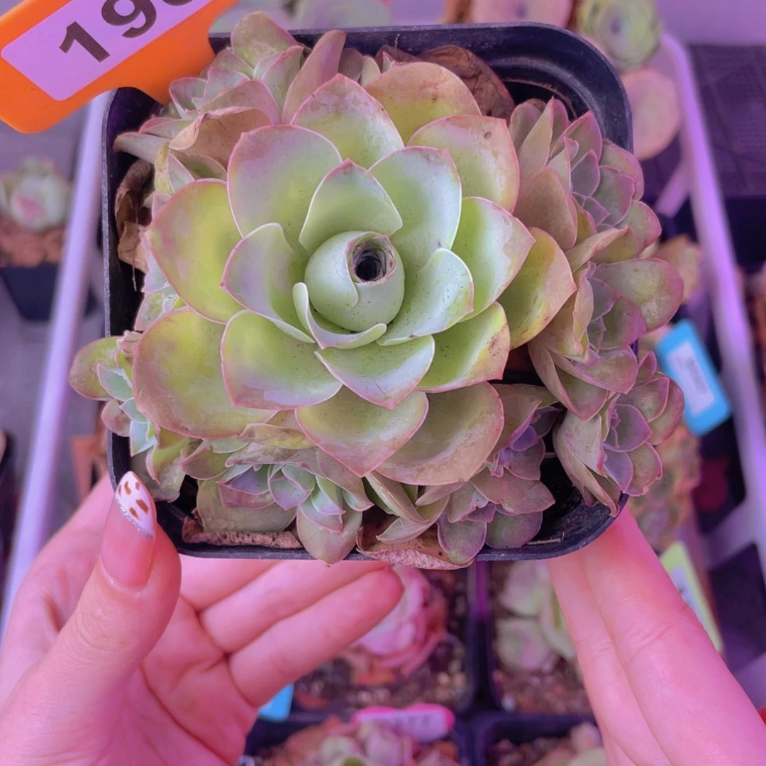 单品一物一拍196号山地玫瑰